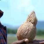 Groundwater Can trace water be found with coconut How true